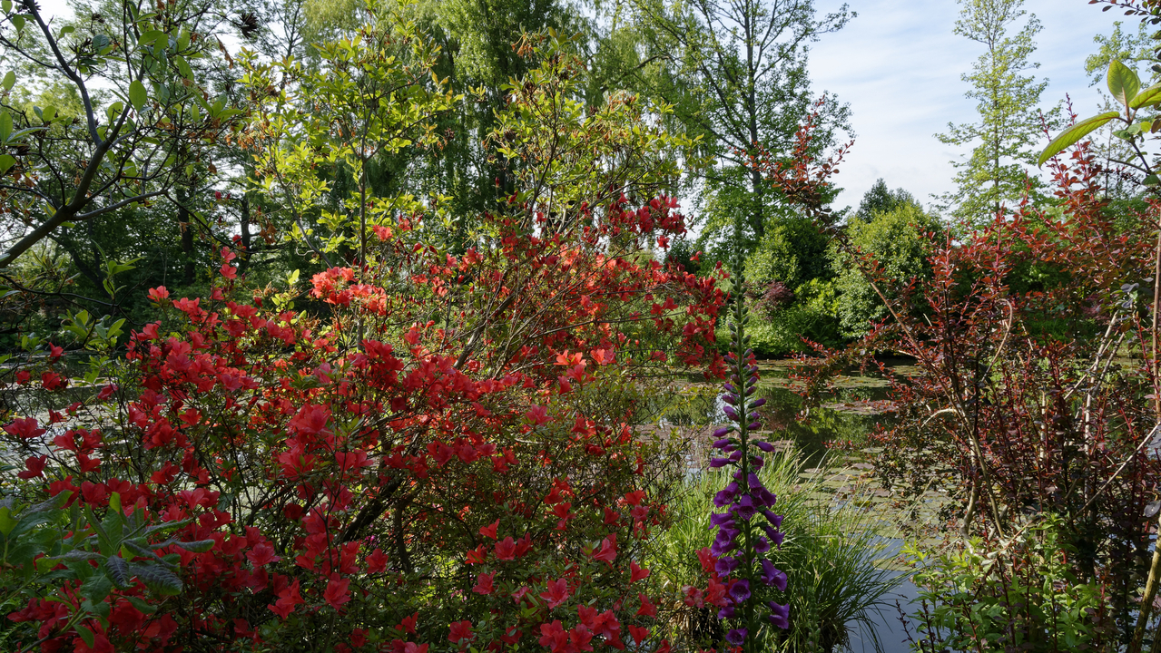 20190529-100415•Giverny (Jardin de Monet)•Limetz-Villez•Ile-de-France•France